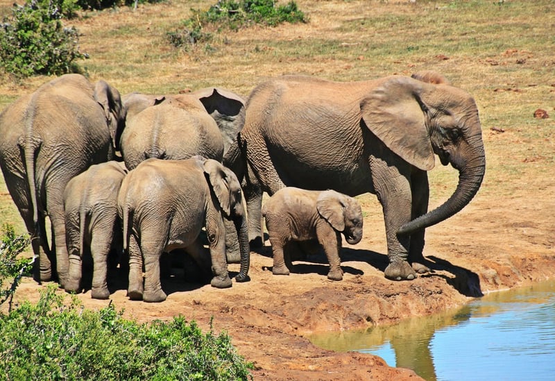 Elephant in Serengeti National Park