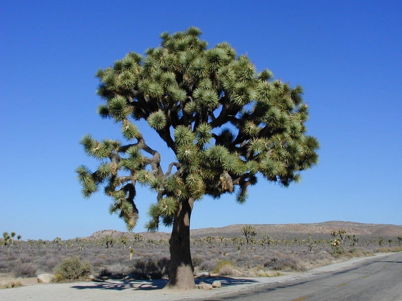 Joshua Tree National Park, USA