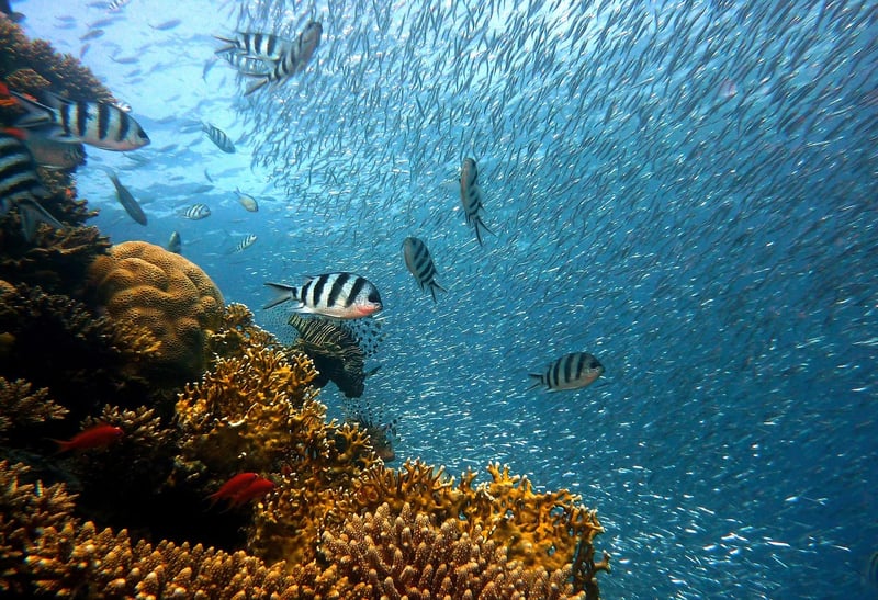 Great Barrier Reef, Australia